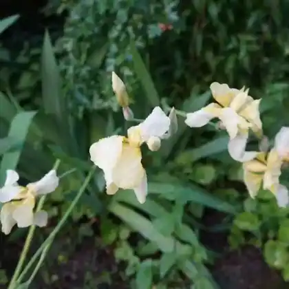 Foto von Bartlose Schwertlilie 'Alba' (Iris sibirica 'Alba')
