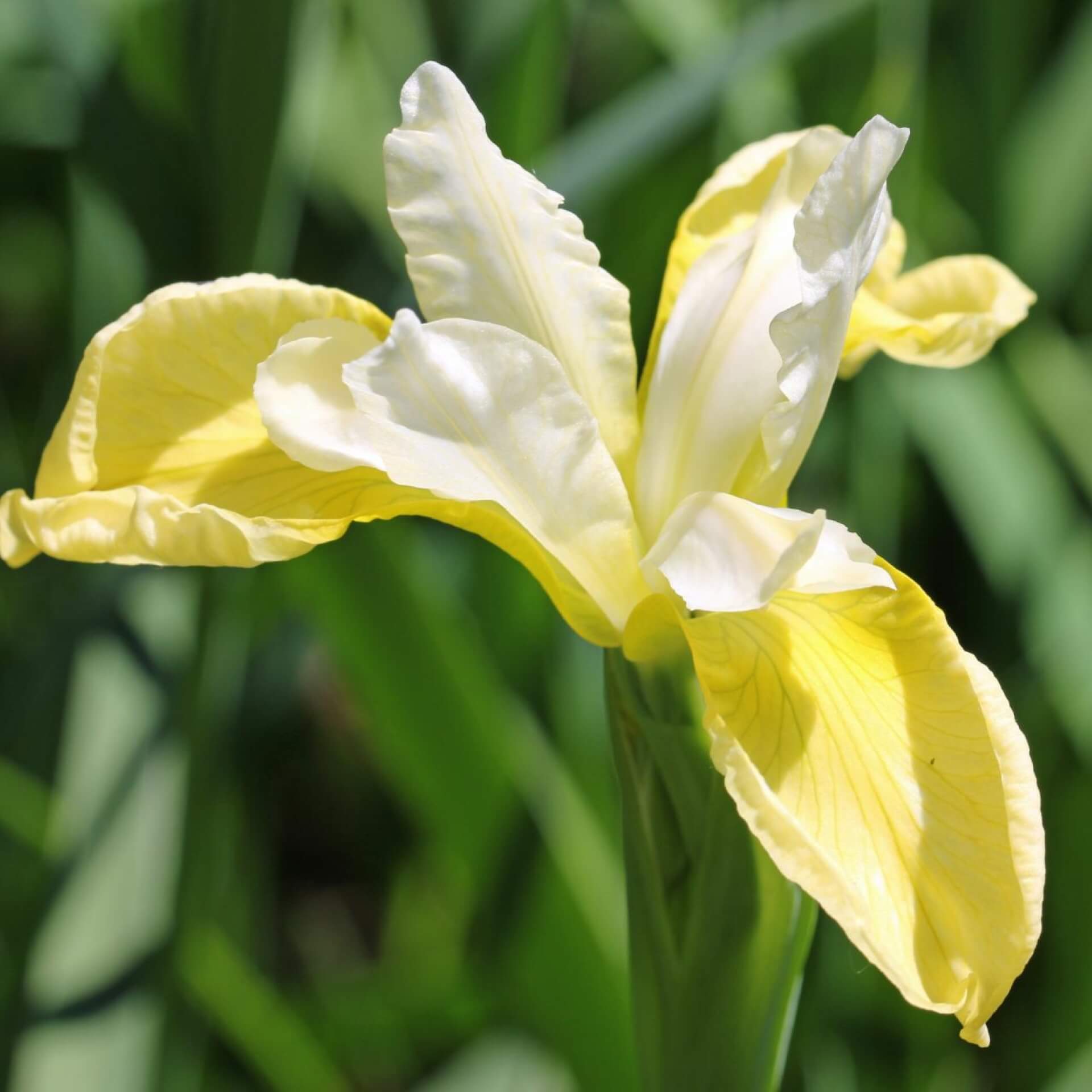 Bartlose Schwertlilie 'Butter and Sugar' (Iris sibirica 'Butter and Sugar')