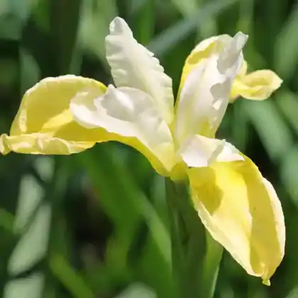 Foto von Bartlose Schwertlilie 'Butter and Sugar' (Iris sibirica 'Butter and Sugar')