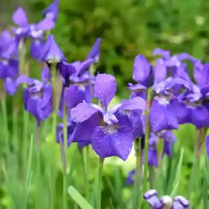 Foto von Bartlose Schwertlilie 'Caesars Brother' (Iris sibirica 'Caesars Brother')