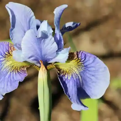 Foto von Bartlose Schwertlilie 'Cambridge' (Iris sibirica 'Cambridge')