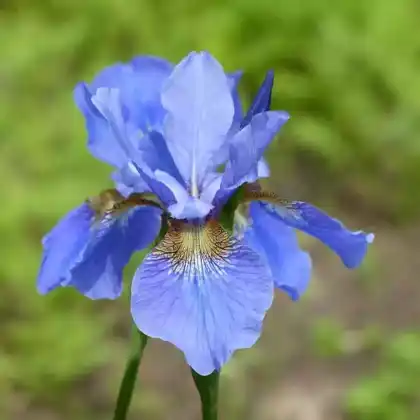 Foto von Bartlose Schwertlilie 'My Love' (Iris sibirica 'My Love')