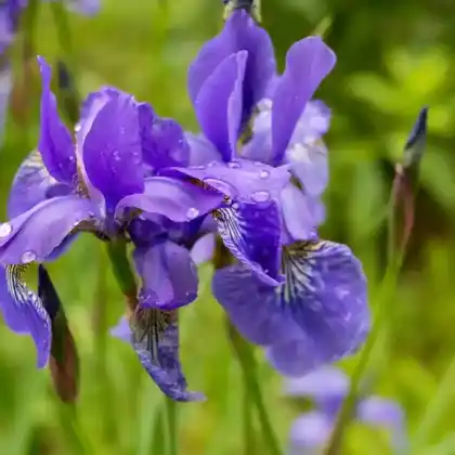 Foto von Bartlose Schwertlilie 'Ruffled Velvet' (Iris sibirica 'Ruffled Velvet')
