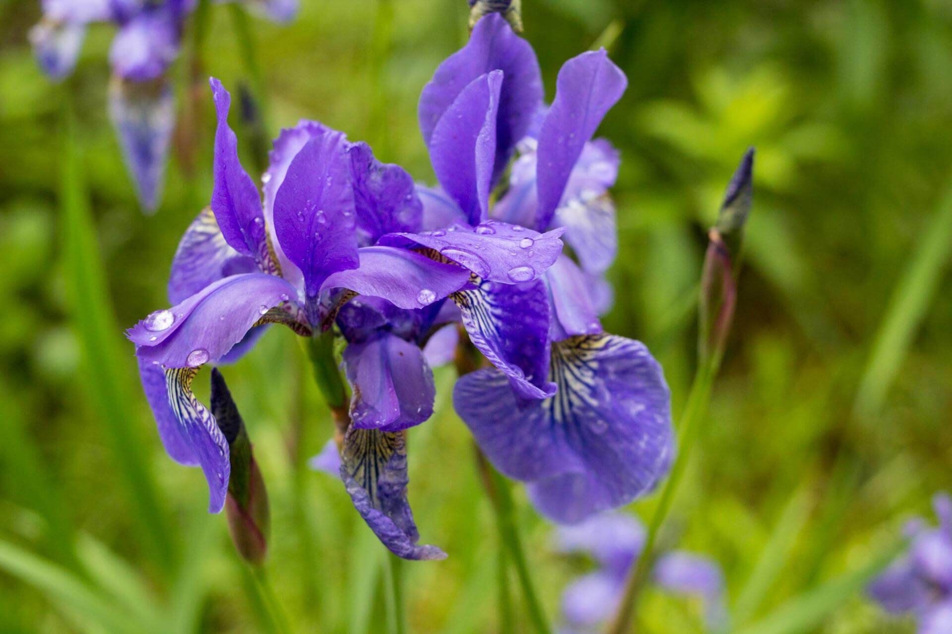 Bartlose Schwertlilie 'Ruffled Velvet' / Iris sibirica 'Ruffled Velvet'