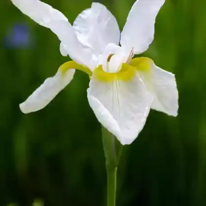 Foto von Bartlose Schwertlilie 'Snow Crest' (Iris sibirica 'Snow Crest')