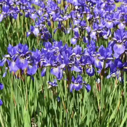 Foto von Bartlose Schwertlilie 'Superba' (Iris sibirica 'Superba')
