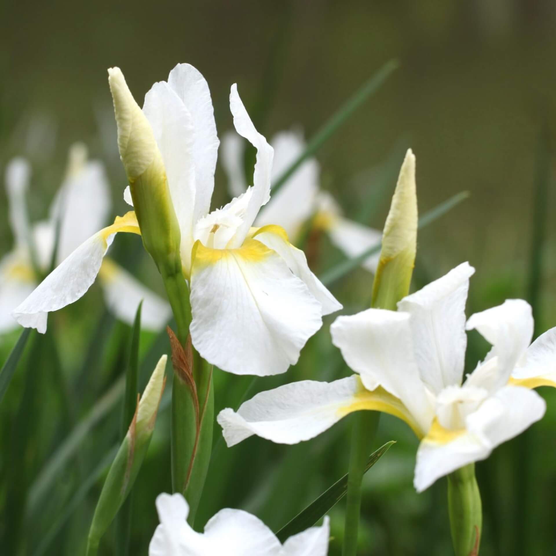 Bartlose Schwertlilie 'White Swirl' (Iris sibirica 'White Swirl')