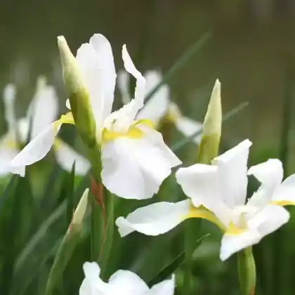 Foto von Bartlose Schwertlilie 'White Swirl' (Iris sibirica 'White Swirl')
