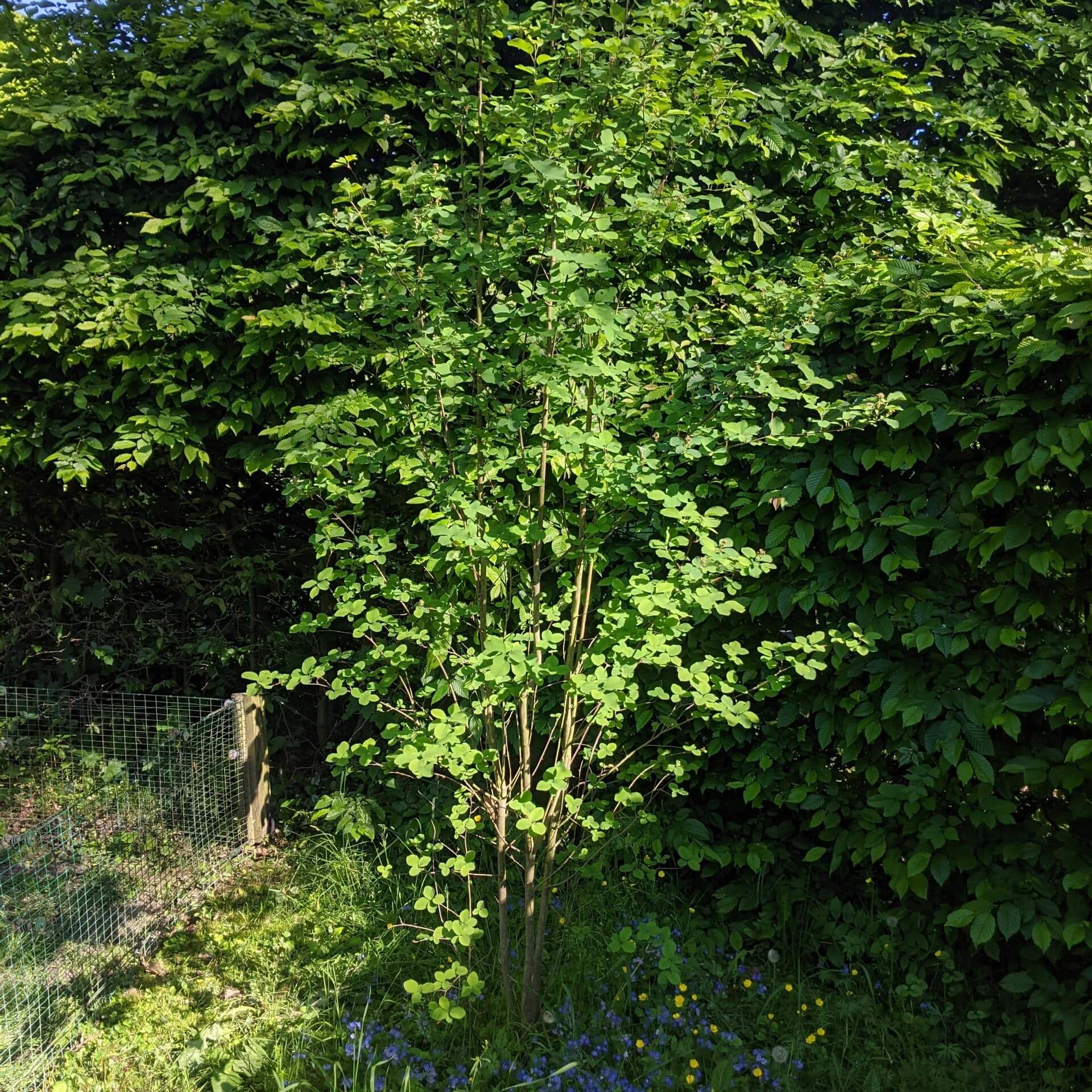 Säulen Felsenbirne 'Obelisk' (Amelanchier alnifolia 'Obelisk')