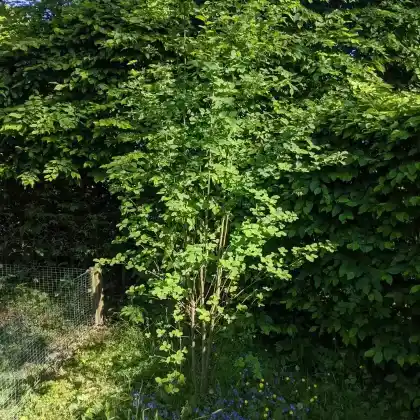Foto von Säulen Felsenbirne 'Obelisk' (Amelanchier alnifolia 'Obelisk')