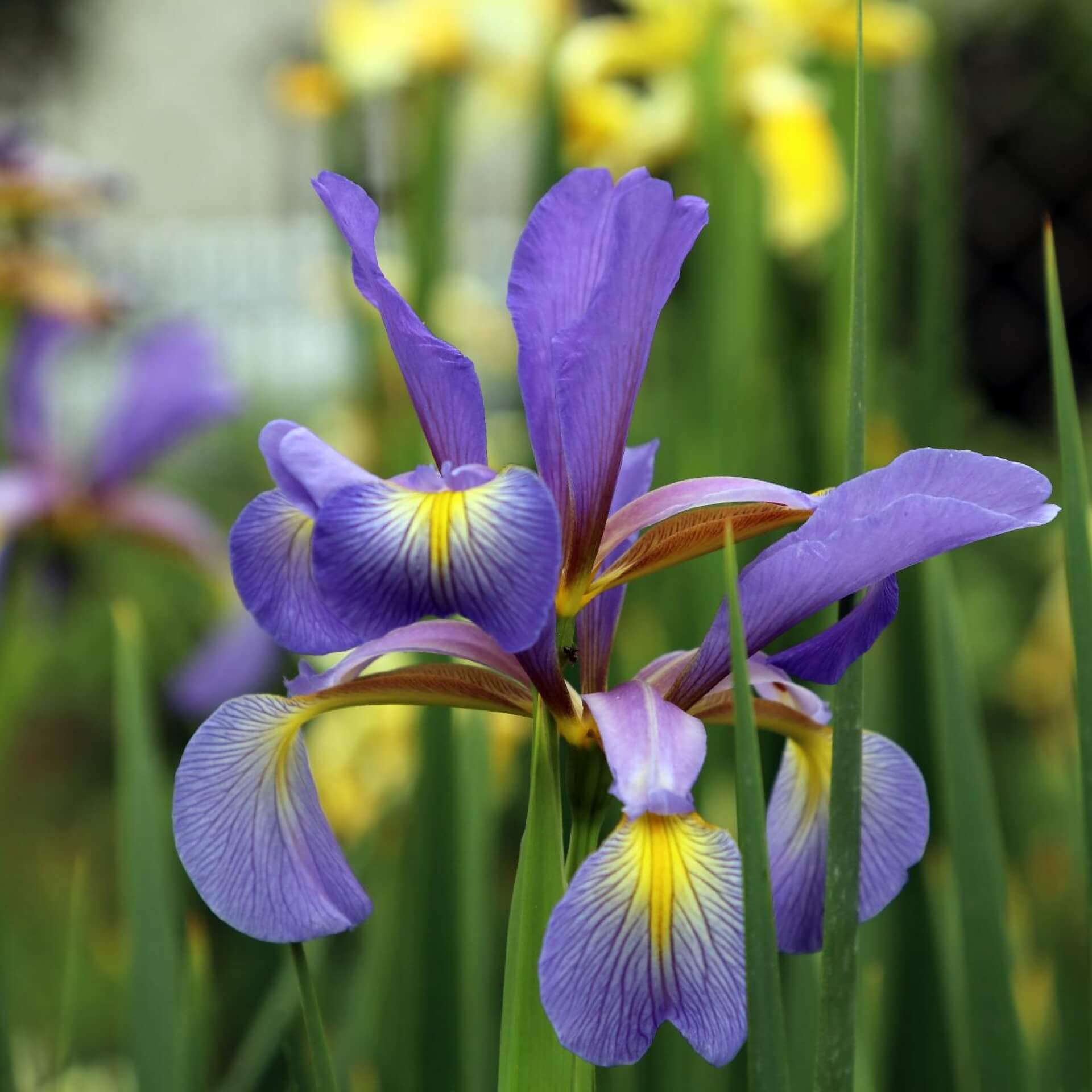 Steppeniris (Iris spuria)