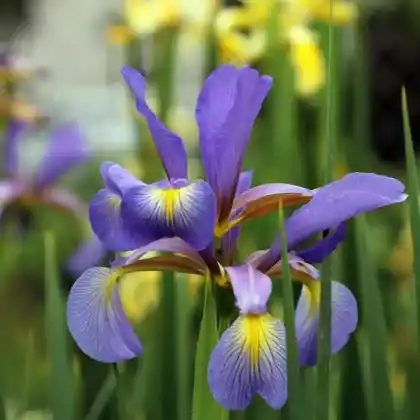 Foto von Steppeniris (Iris spuria)