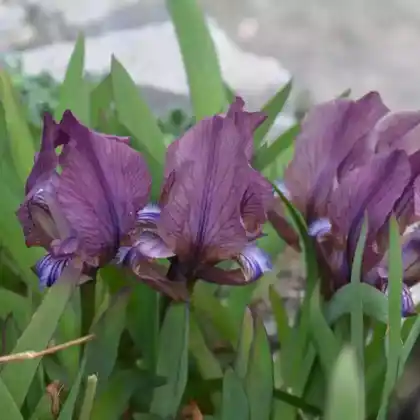 Foto von Zwerg-Schwertlilie (Iris suaveolens)