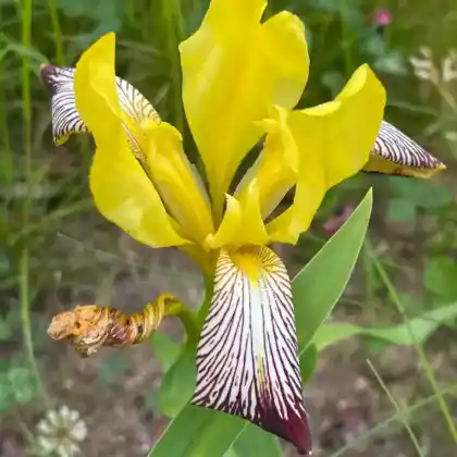 Foto von Bunte Schwertlilie (Iris variegata)