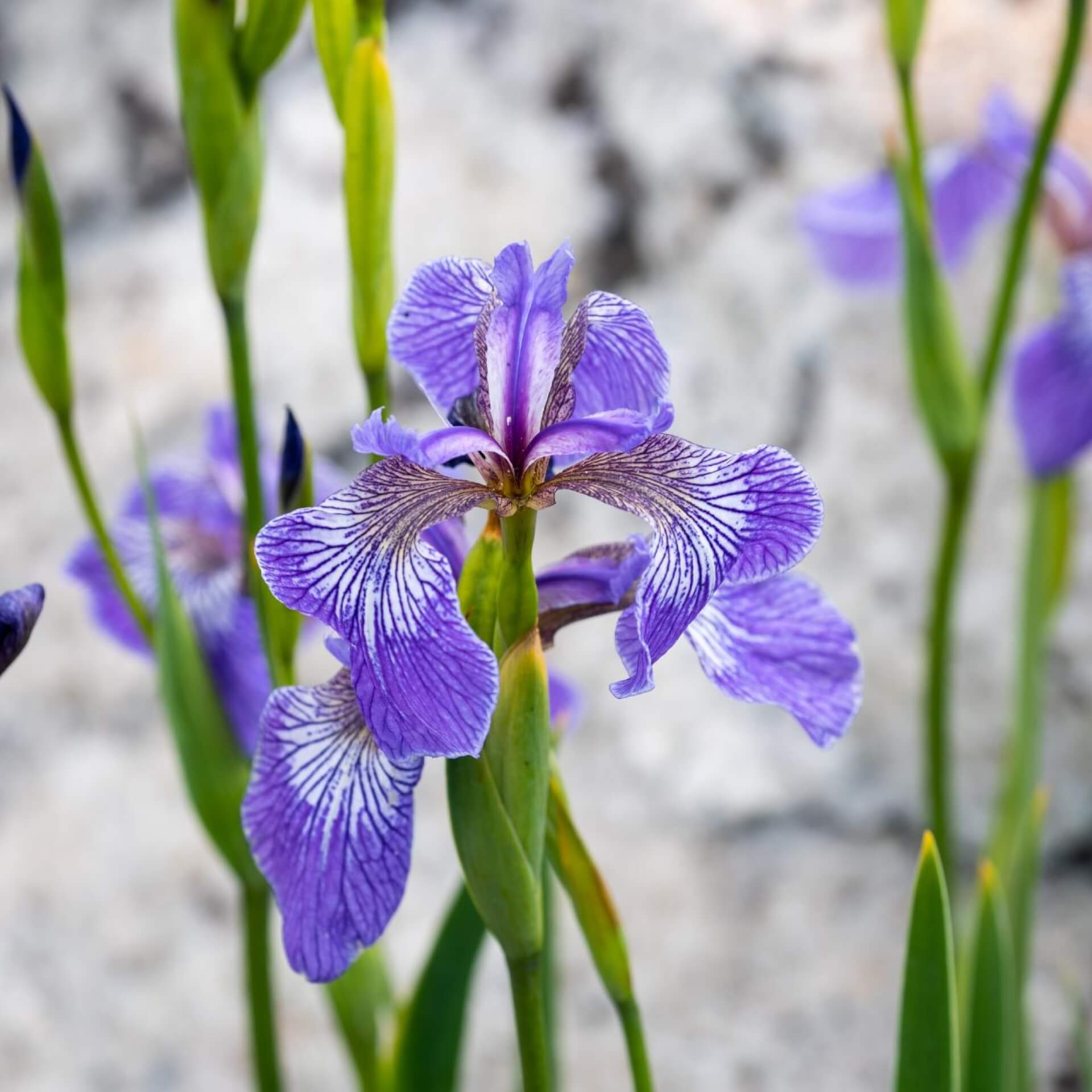 Verschiedenfarbige Schwertlilie (Iris versicolor)