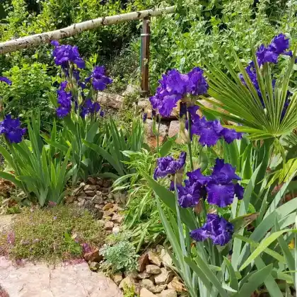 Foto von Hohe Bart-Schwertlilie 'Blue Rhythm' (Iris barbata-elatior 'Blue Rhythm')