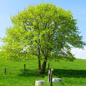 Acer campestre