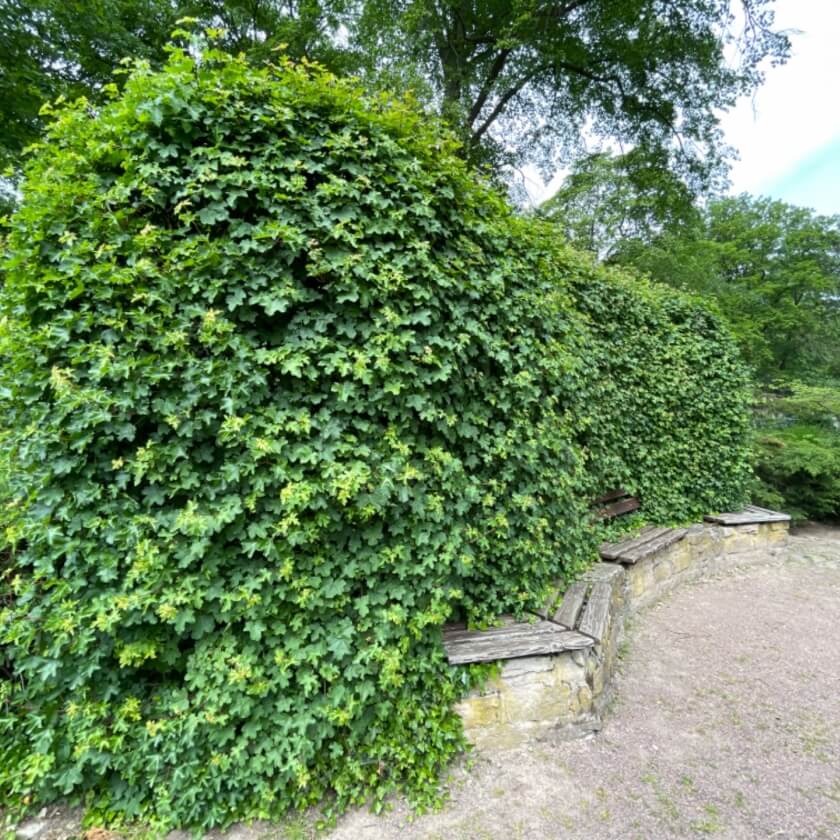 Kleinwüchsige Bäume, die perfekt in den passen