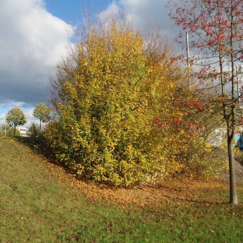Kleinwüchsige Bäume, die perfekt in den passen