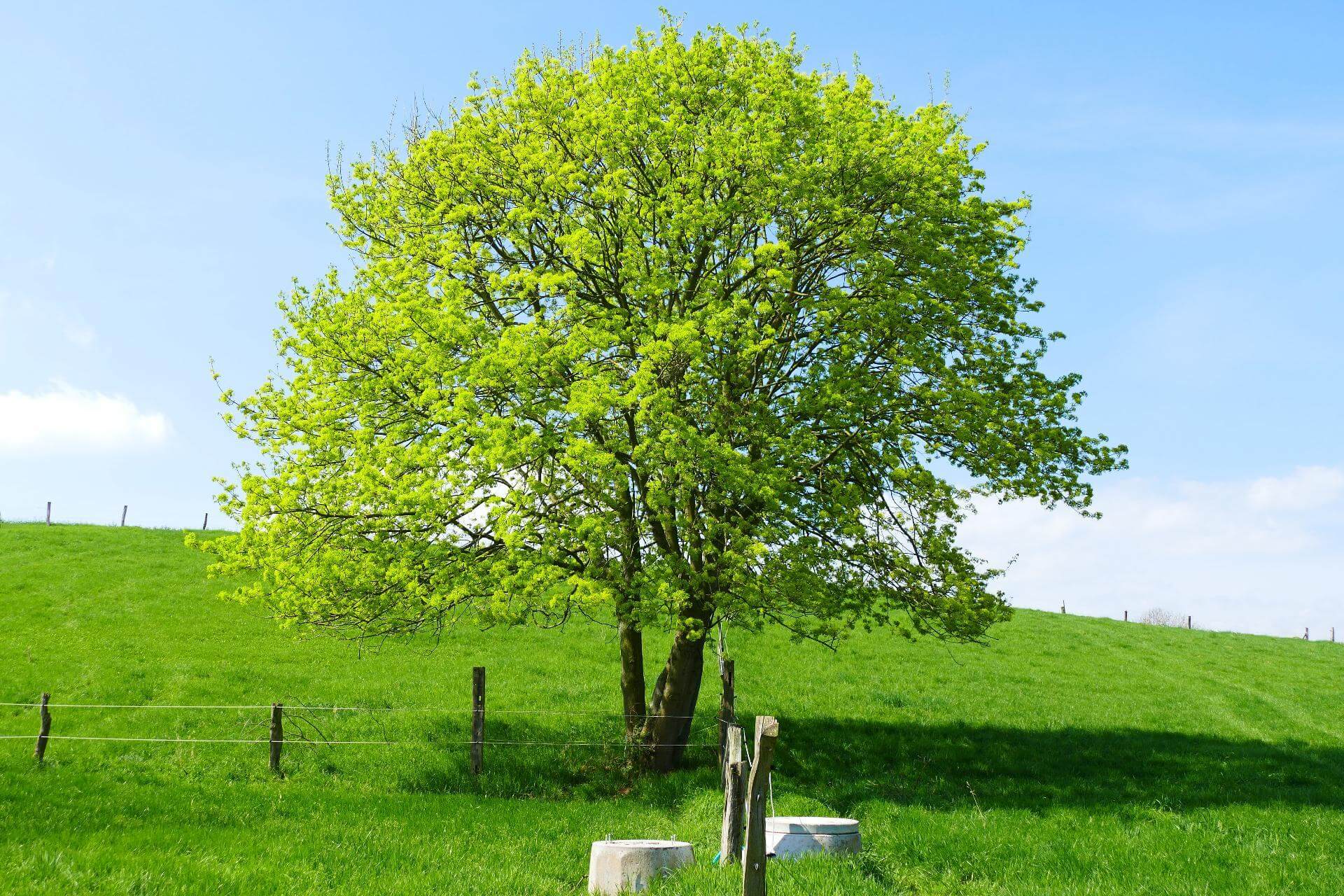 Feldahorn / Acer campestre