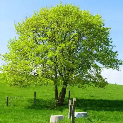 Foto von Feldahorn (Acer campestre)