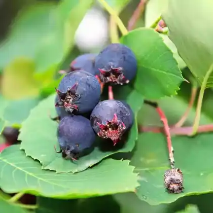 Foto von Erlenblättrige Felsenbirne 'Saskatoon Berry' (Amelanchier alnifolia 'Saskatoon Berry')