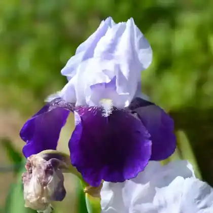 Foto von Hohe Bart-Schwertlilie 'Elizabeth Noble' (Iris barbata-elatior 'Elizabeth Noble')