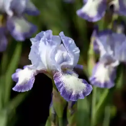Foto von Hohe Bart-Schwertlilie 'Going My Way' (Iris barbata-elatior 'Going My Way')