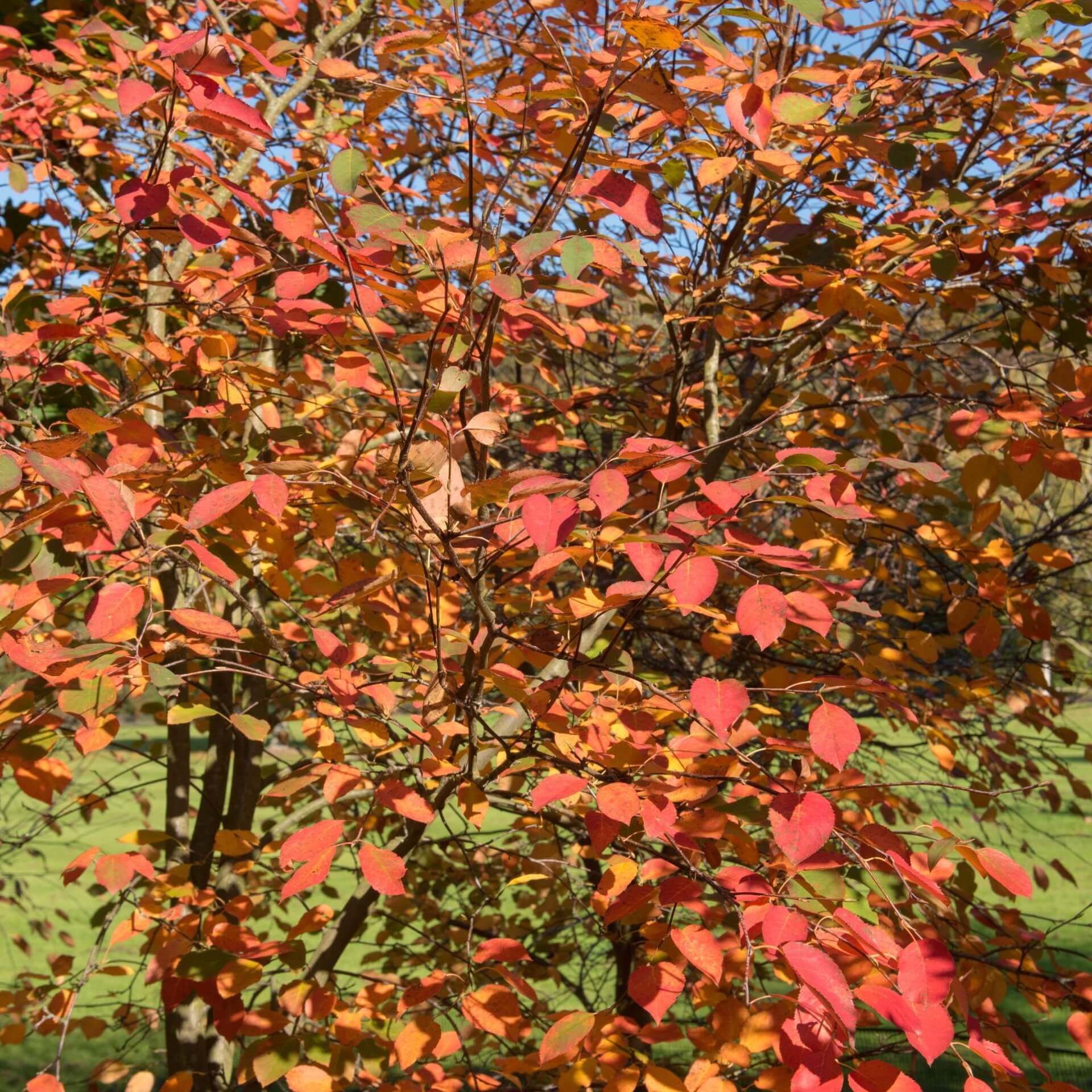 Baum-Felsenbirne (Amelanchier arborea)