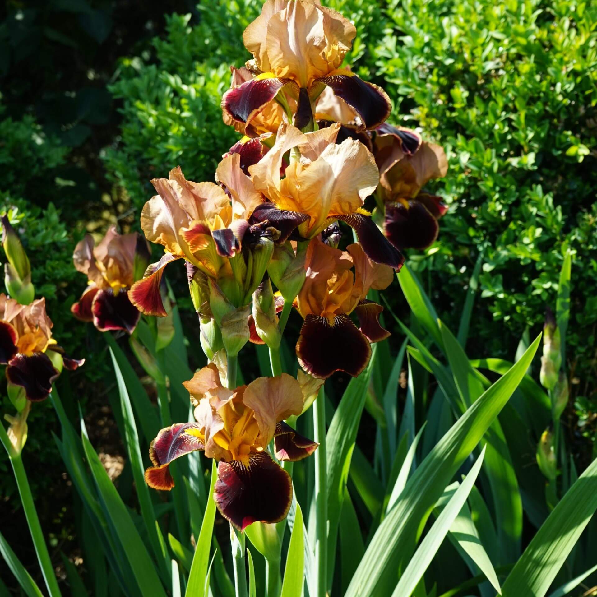Hohe Bart-Schwertlilie ‚Louvois' hat eine außergewöhnliche Blütenfarbe Die Domblätter der Blüten si (Iris barbata-elatior 'Louvois')