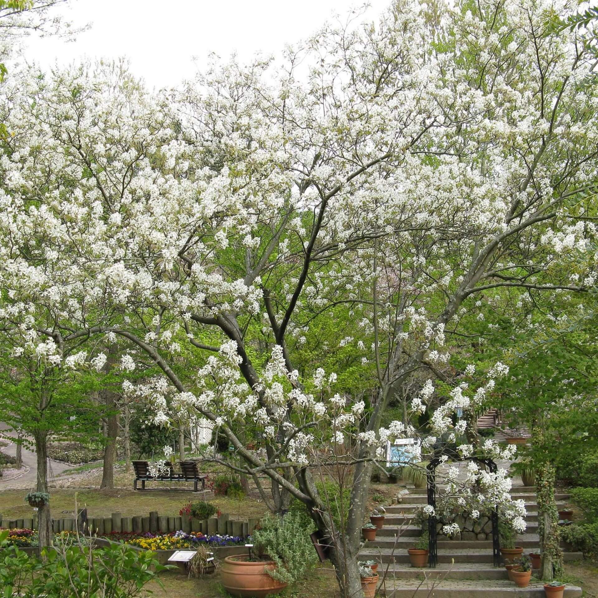 Japanische Felsenbirne (Amelanchier asiatica)