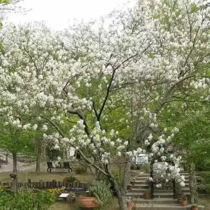 Foto von Japanische Felsenbirne (Amelanchier asiatica)