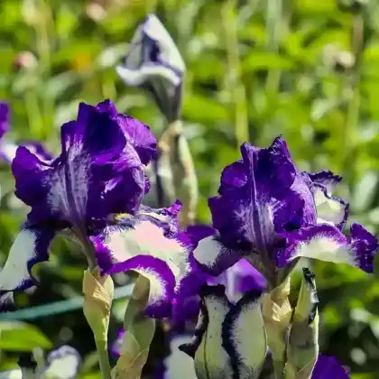 Foto von Hohe Bart-Schwertlilie 'Stepping Out' (Iris barbata-elatior 'Stepping Out')