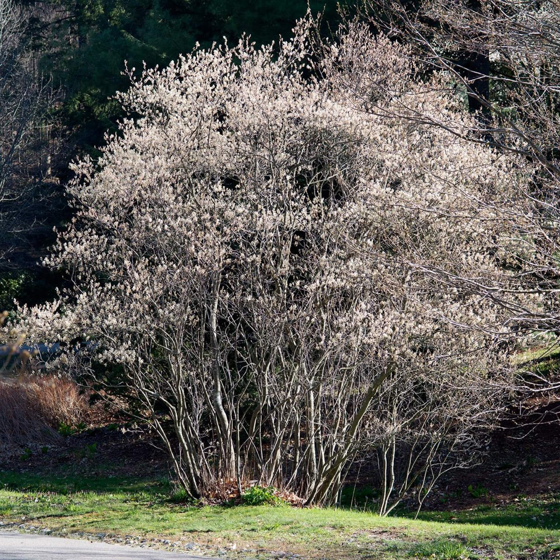 Kanadische Felsenbirne (Amelanchier canadensis)