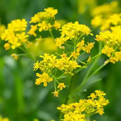 Foto von Färberwaid (Isatis tinctoria)