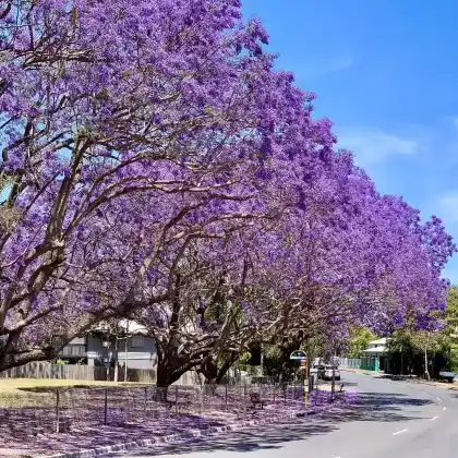 Foto von Palisanderholzbaum (Jacaranda mimosifolia)