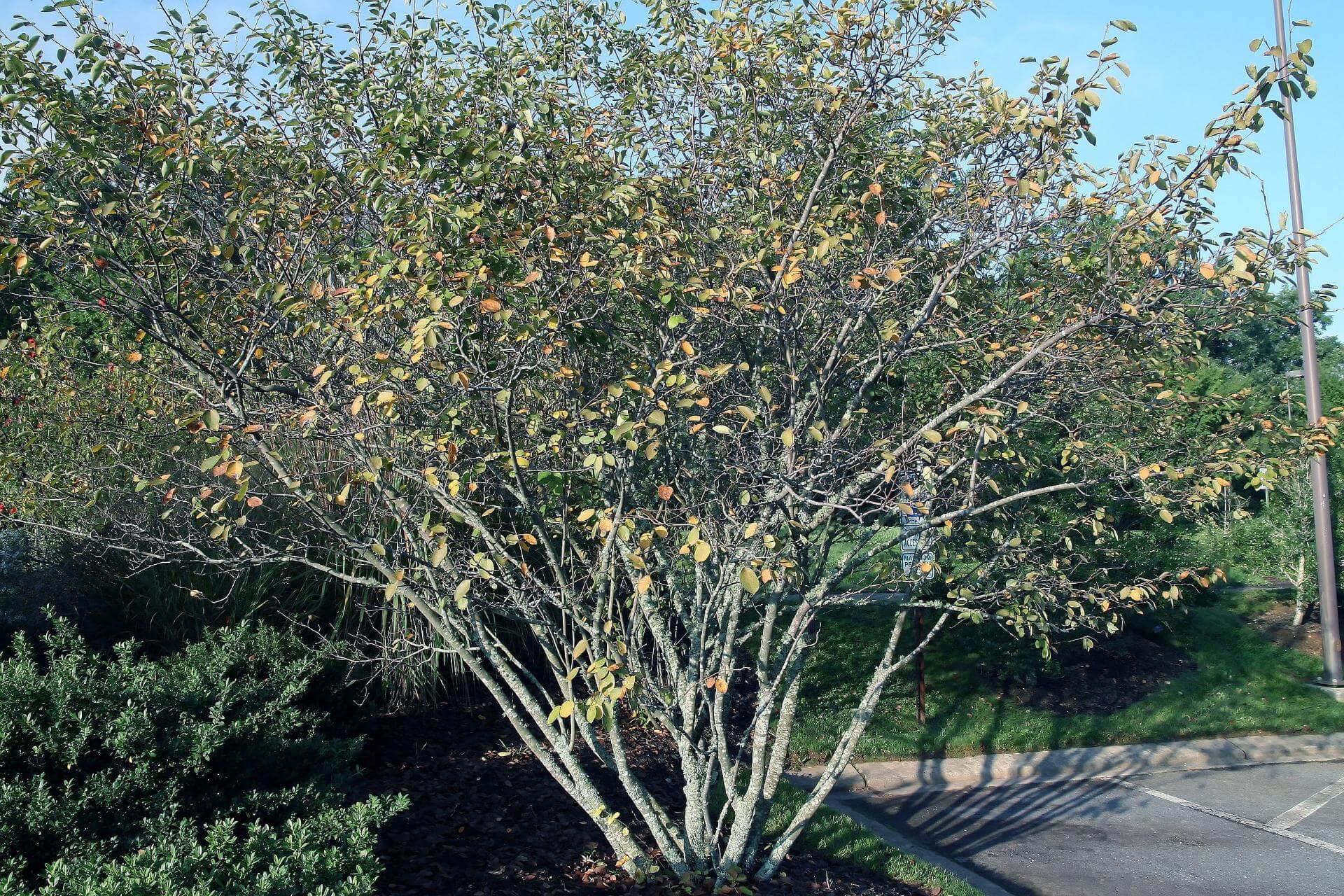 Kahle Felsenbirne / Amelanchier laevis