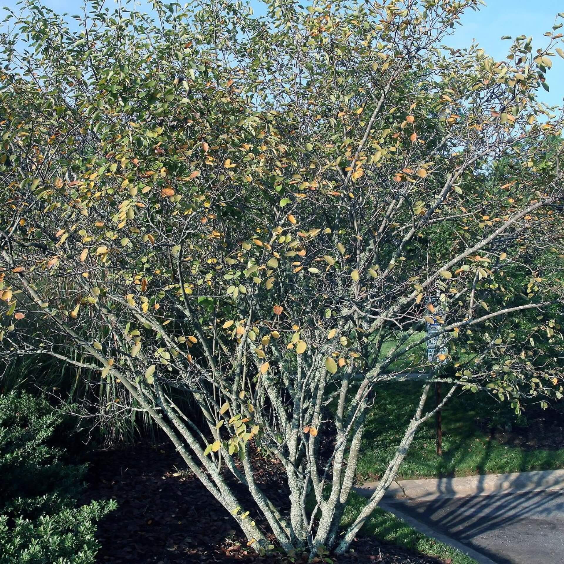 Kahle Felsenbirne (Amelanchier laevis)