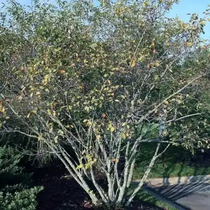Foto von Kahle Felsenbirne (Amelanchier laevis)