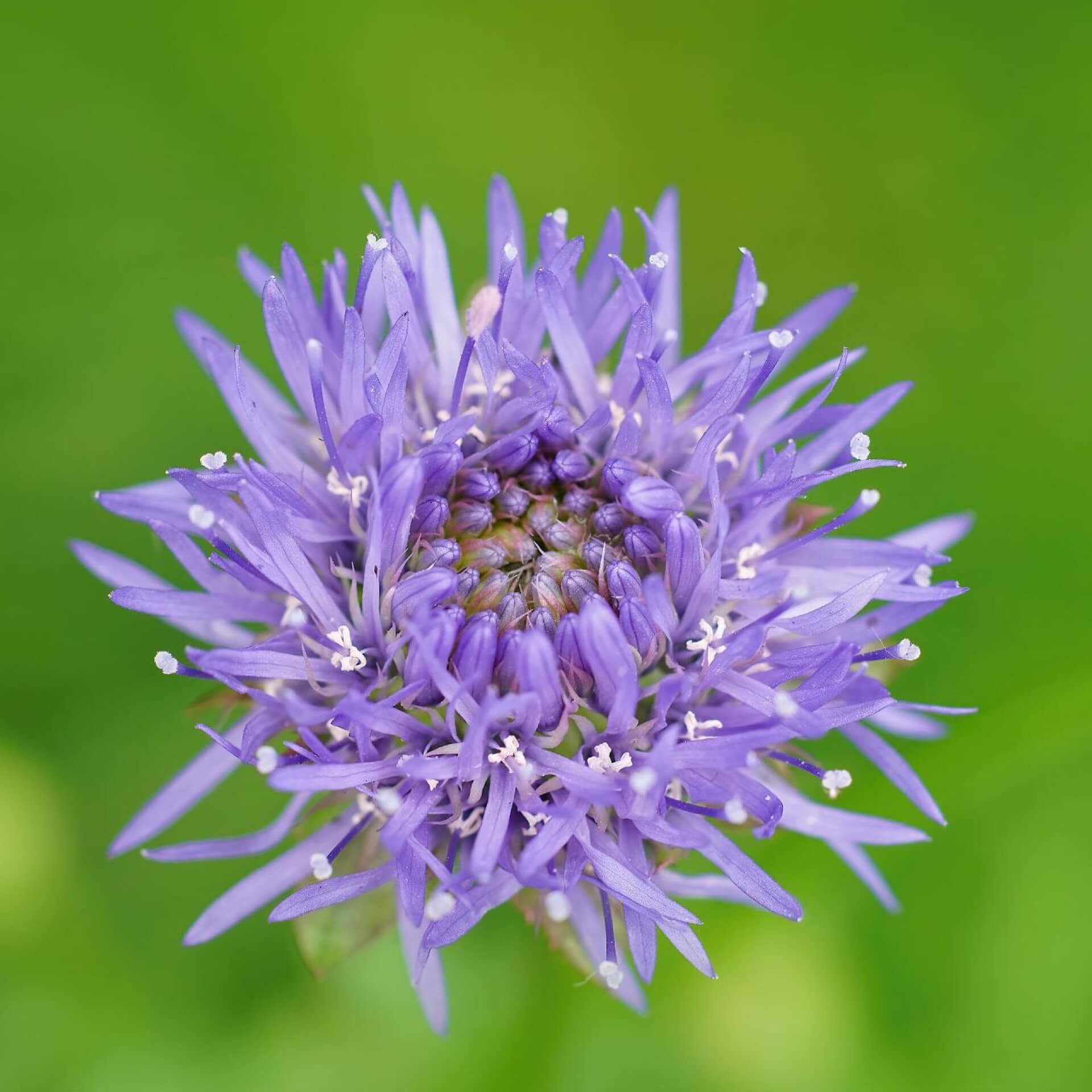 Ausdauerndes Sandglöckchen (Jasione laevis)