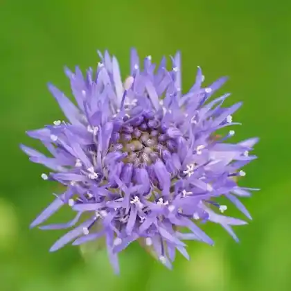 Foto von Ausdauerndes Sandglöckchen (Jasione laevis)