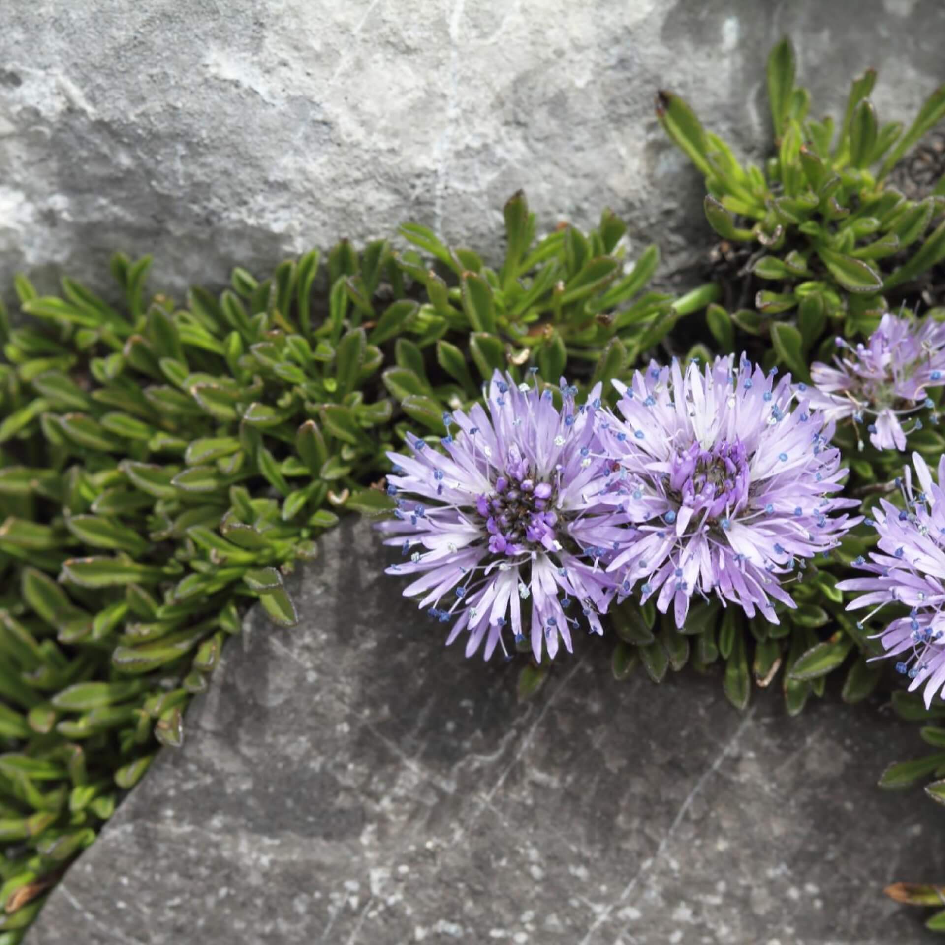 Ausdauerndes Sandglöckchen 'Blaulicht' (Jasione laevis 'Blaulicht')