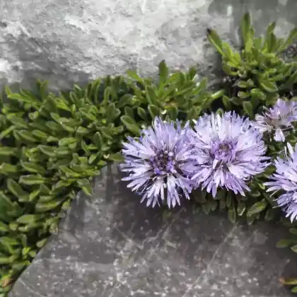Foto von Ausdauerndes Sandglöckchen 'Blaulicht' (Jasione laevis 'Blaulicht')