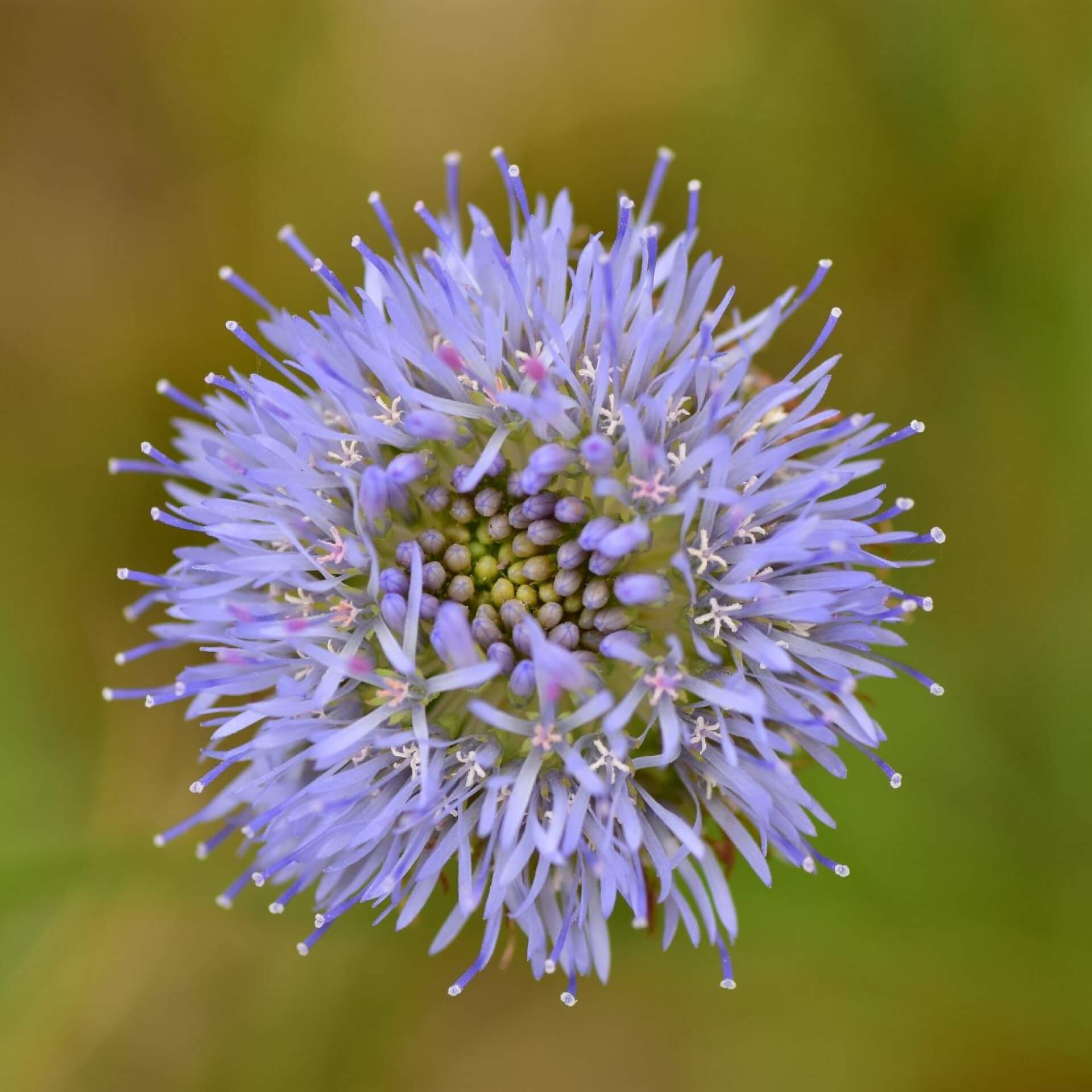 Berg-Sandglöckchen (Jasione montana)