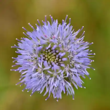 Foto von Berg-Sandglöckchen (Jasione montana)