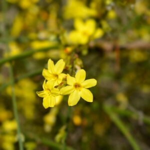 Jasminum nudiflorum