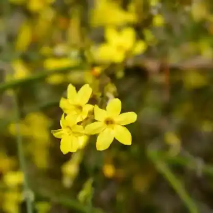 Foto von Winter-Jasmin (Jasminum nudiflorum)