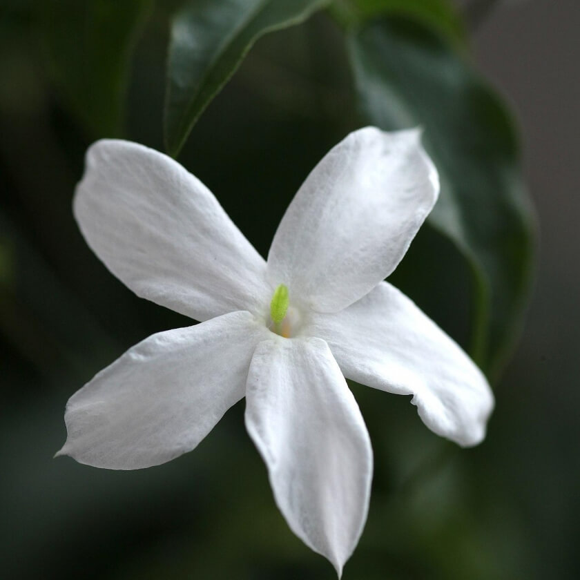 Echter Jasmin / Jasminum officinale