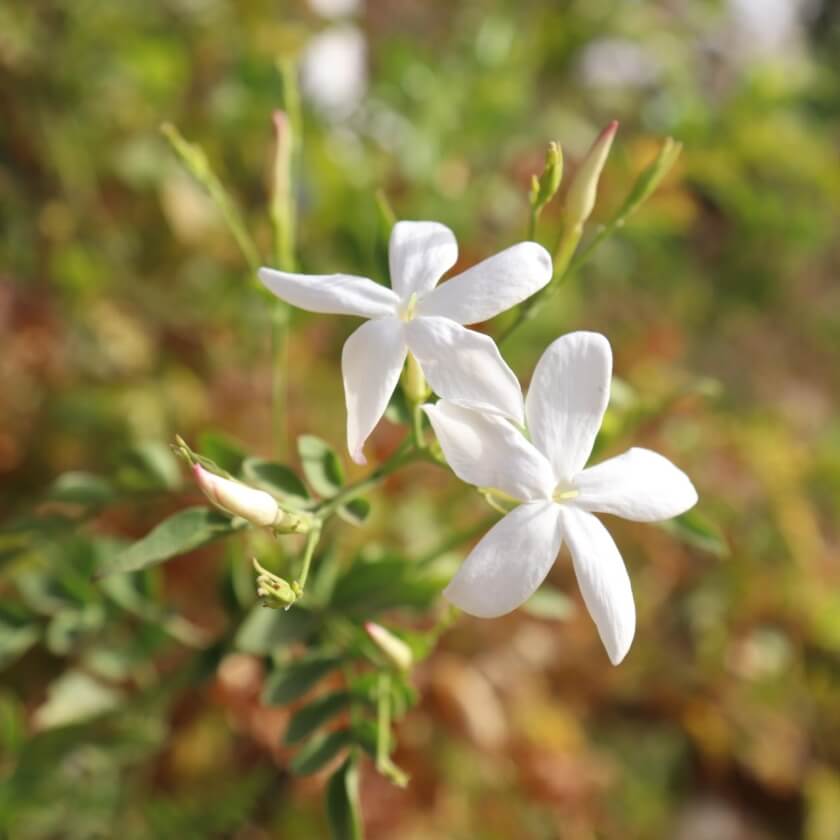 Echter Jasmin / Jasminum officinale