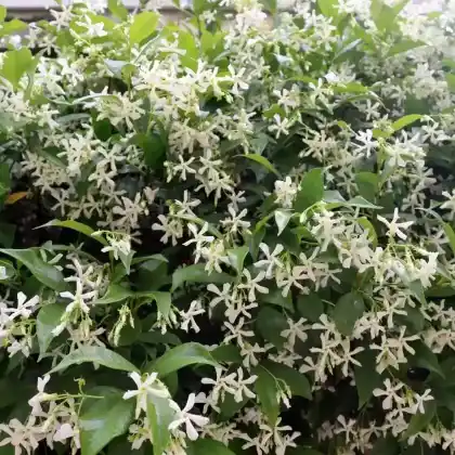 Foto von Echter Jasmin (Jasminum officinale)